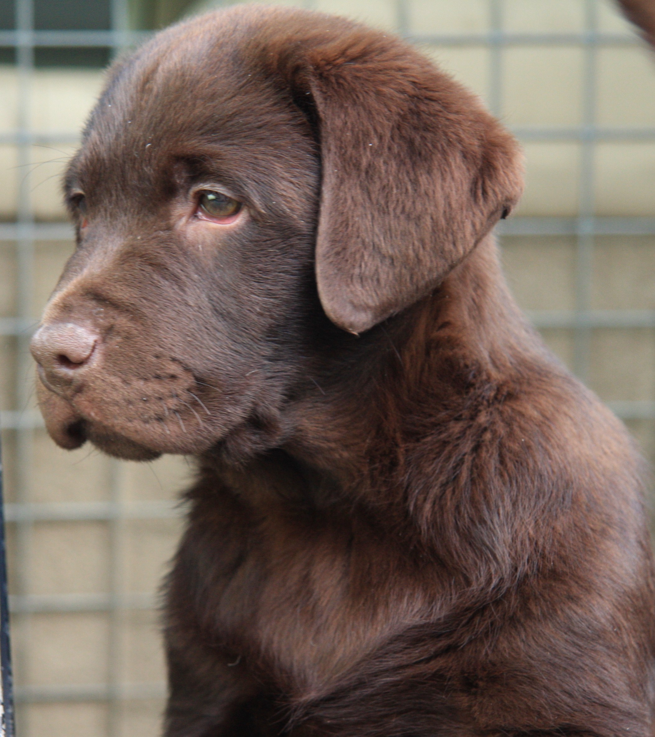 Labrador, Alfie as a little Lad